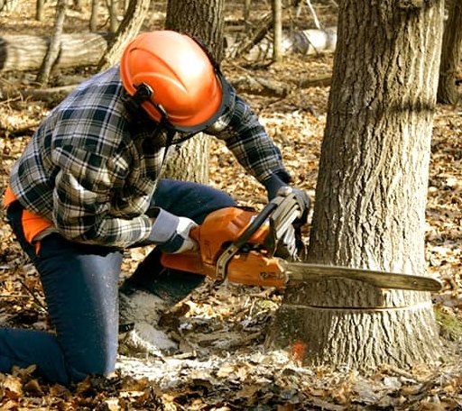 Tree Removal in Toddville, IA